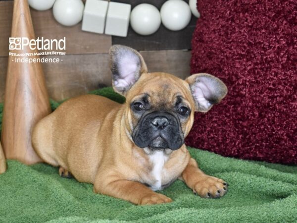 French Bulldog-DOG-Male-Fawn-4652-Petland Lee's Summit, MO