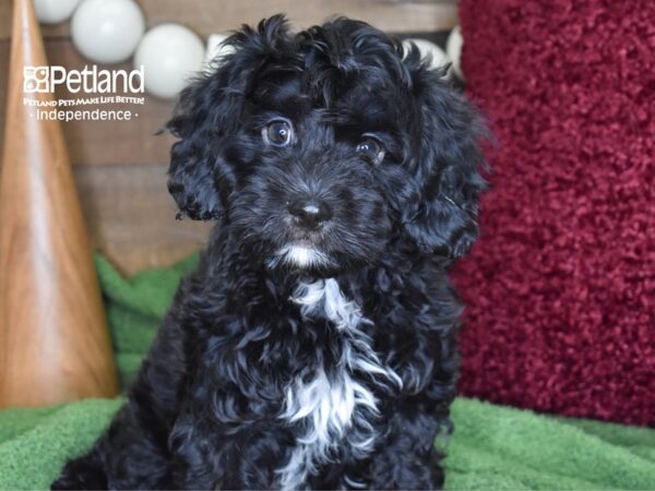 Cavapoo-DOG-Male-Black-4651-Petland Lee's Summit, MO