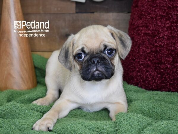 Puggle-DOG-Male-Fawn-4667-Petland Lee's Summit, MO