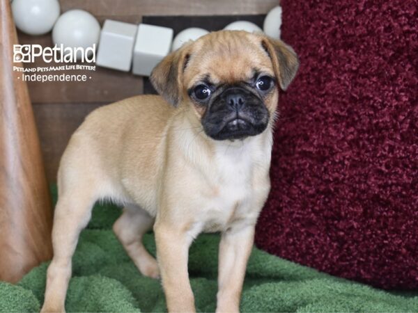 Puggle-DOG-Female-Fawn-4666-Petland Lee's Summit, MO