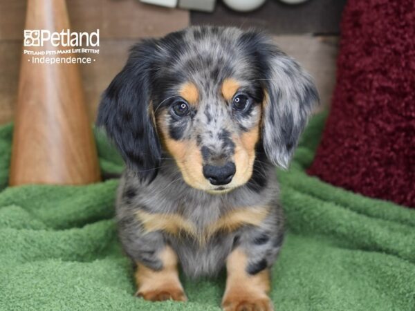 Dachshund-DOG-Male-Blue Dapple-4658-Petland Lee's Summit, MO