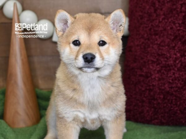 Shiba Inu-DOG-Female-Red Sesame-4657-Petland Lee's Summit, MO