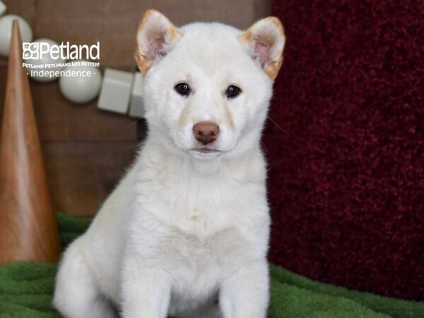 Shiba Inu-DOG-Female-Cream-4656-Petland Lee's Summit, MO