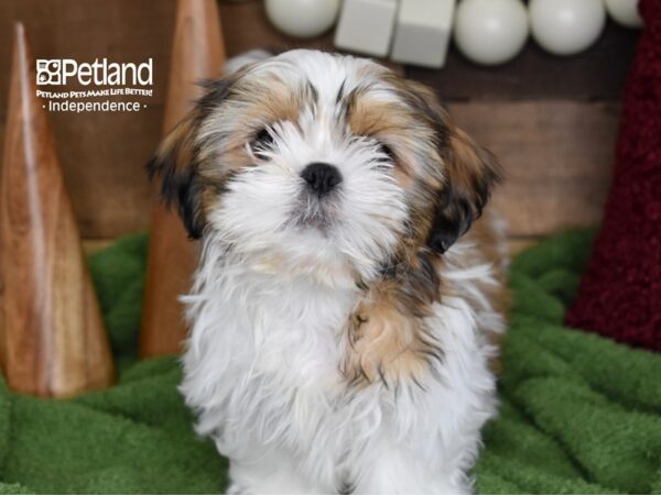 Shih Tzu-DOG-Male-Gold & White-4638-Petland Lee's Summit, MO