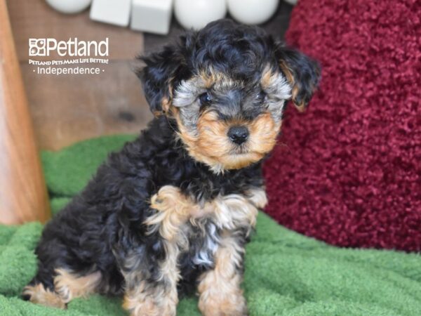 Yorkie-Poo-DOG-Female-Black & Tan-4664-Petland Lee's Summit, MO