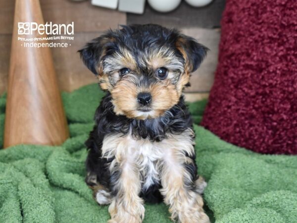 Yorkie-Poo-DOG-Female-Black & Tan-4665-Petland Lee's Summit, MO
