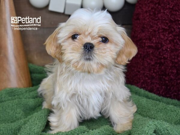 Shih Tzu-DOG-Male-Gold-4637-Petland Lee's Summit, MO