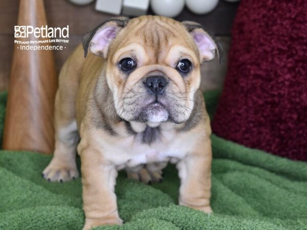 English Bulldog-DOG-Female-Fawn-4686-Petland Lee's Summit, MO