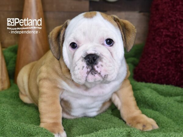 English Bulldog-DOG-Male-Tan & White-4685-Petland Lee's Summit, MO