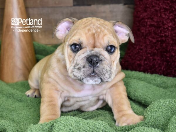 English Bulldog-DOG-Male-Fawn Merle-4684-Petland Lee's Summit, MO