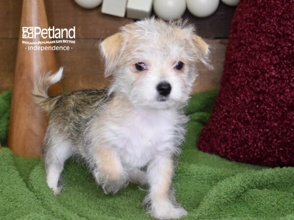 Chorkie-DOG-Male-Sable & White-4669-Petland Lee's Summit, MO