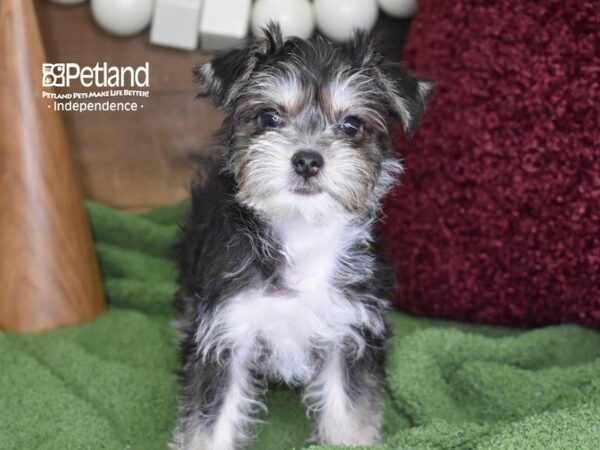 Chorkie-DOG-Female-Black, Tan & White-4668-Petland Lee's Summit, MO