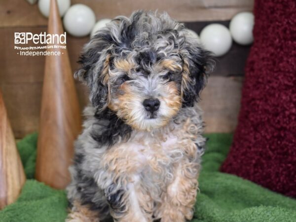 Cockapoo 2nd Generation-DOG-Male-Blue Merle-4654-Petland Lee's Summit, MO