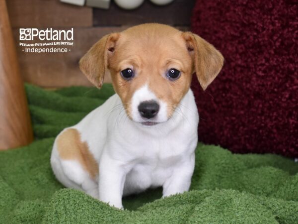 Jack Russell Terrier-DOG-Female-Tan & White-4673-Petland Lee's Summit, MO