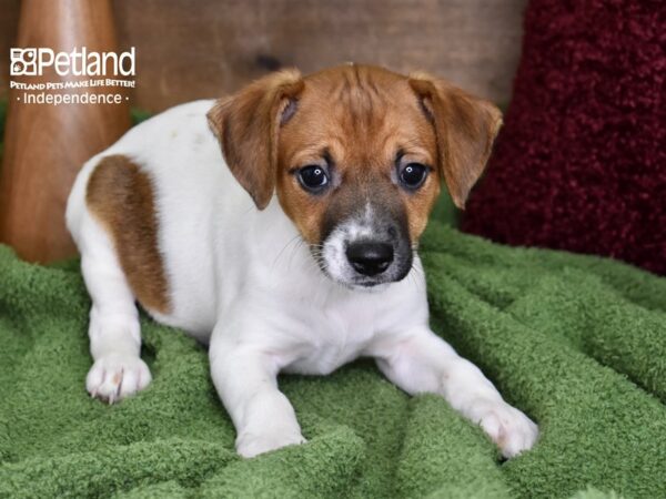 Jack Russell Terrier-DOG-Female-Tan & White-4672-Petland Lee's Summit, MO