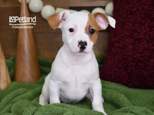 Jack Russell Terrier-DOG-Male-Tan & White-4671-Petland Lee's Summit, MO