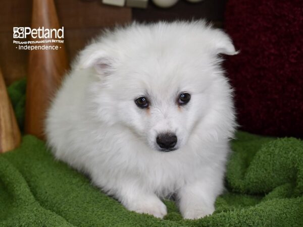 American Eskimo-DOG-Male-White-4677-Petland Lee's Summit, MO