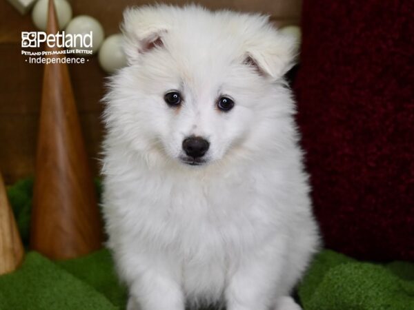 American Eskimo-DOG-Female-White-4680-Petland Lee's Summit, MO