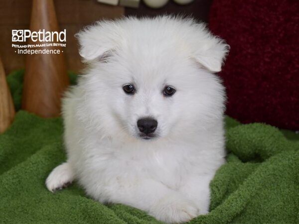 American Eskimo-DOG-Male-White-4678-Petland Lee's Summit, MO