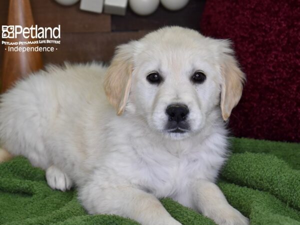 Golden Retriever-DOG-Female-Light Golden-4683-Petland Lee's Summit, MO