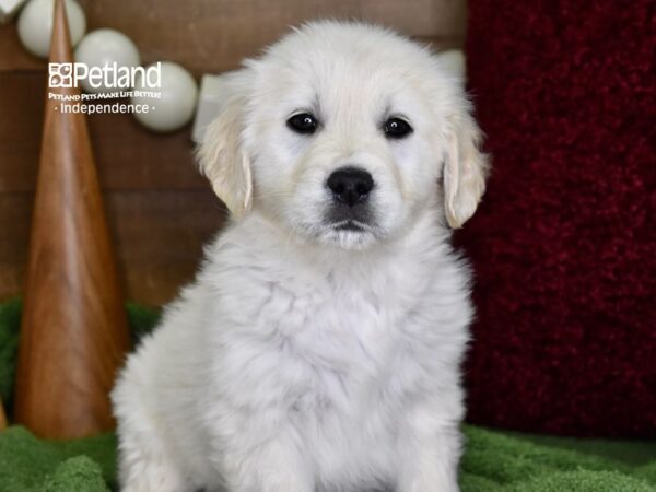 Golden Retriever-DOG-Male-Light Golden-4681-Petland Lee's Summit, MO
