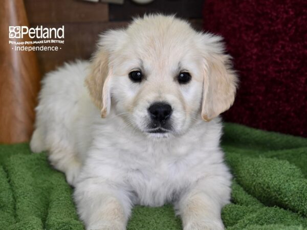 Golden Retriever-DOG-Male-Light Golden-4682-Petland Lee's Summit, MO