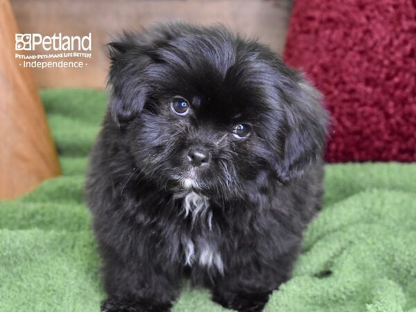 Shiranian-DOG-Male-Black-4690-Petland Lee's Summit, MO