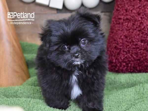Shiranian-DOG-Male-Black-4691-Petland Lee's Summit, MO