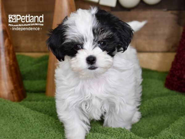 Shih Poo-DOG-Female-Black & White-4689-Petland Lee's Summit, MO