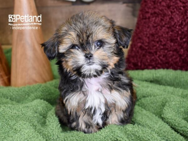 Shih Poo-DOG-Male-Sable-4688-Petland Lee's Summit, MO