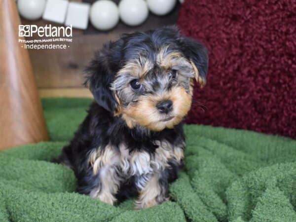 Yorkie-Poo-DOG-Female-Black & Tan-4687-Petland Lee's Summit, MO