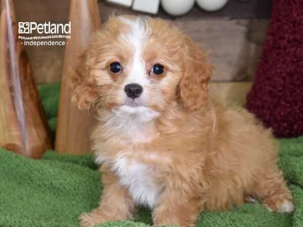 Cavapoo-DOG-Male-Red-4674-Petland Lee's Summit, MO