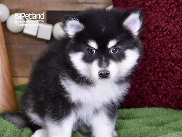 Pomsky-DOG-Male-Black & White-4695-Petland Lee's Summit, MO