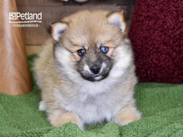 Pomsky-DOG-Female-Sable-4696-Petland Lee's Summit, MO