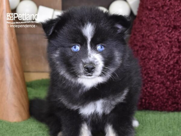 Pomsky-DOG-Male-Black & White-4697-Petland Lee's Summit, MO