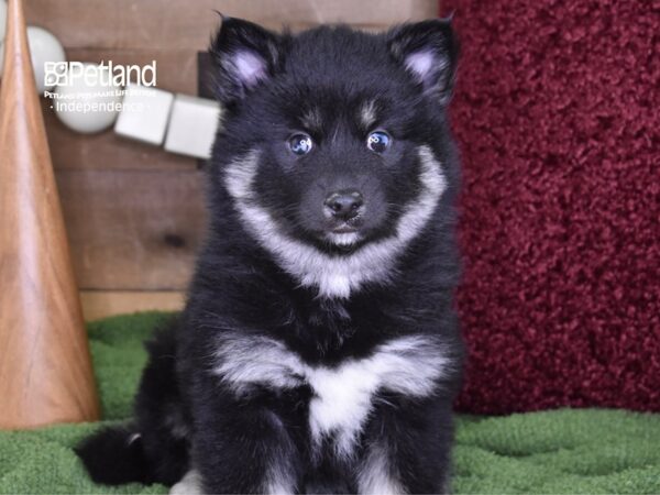 Pomsky-DOG-Female-Black & White-4698-Petland Lee's Summit, MO