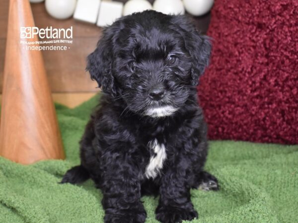 Miniature Goldendoodle-DOG-Male-Black-4693-Petland Lee's Summit, MO