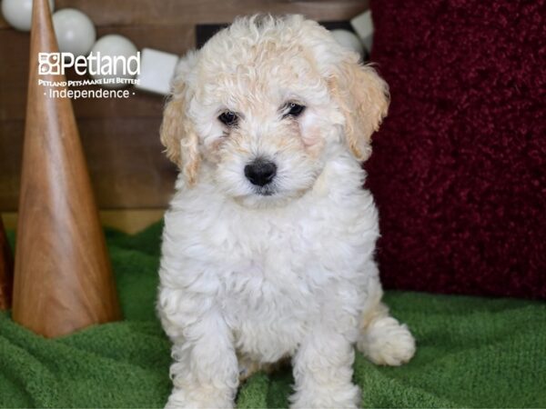 Miniature Goldendoodle-DOG-Female-Light Golden-4692-Petland Lee's Summit, MO