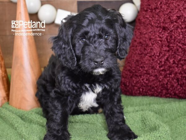 Miniature Goldendoodle-DOG-Male-Black-4694-Petland Lee's Summit, MO