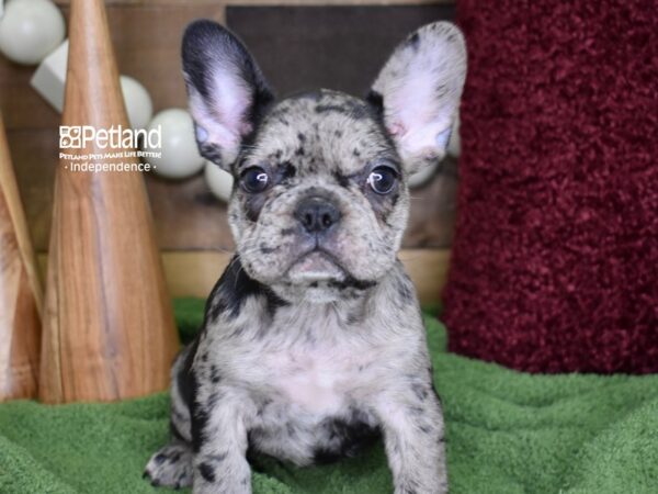 French Bulldog-DOG-Female-Merle-4714-Petland Lee's Summit, MO