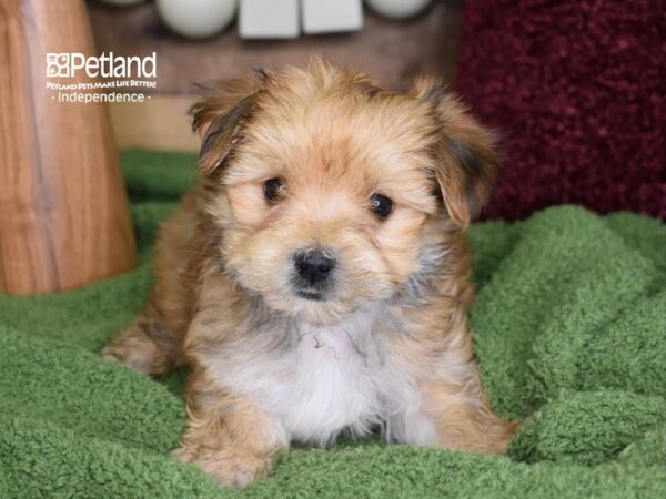 Morkie-DOG-Male-Sable-4704-Petland Lee's Summit, MO
