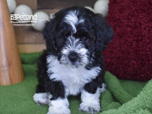 Schnoodle-DOG-Female-Black & White-4703-Petland Lee's Summit, MO