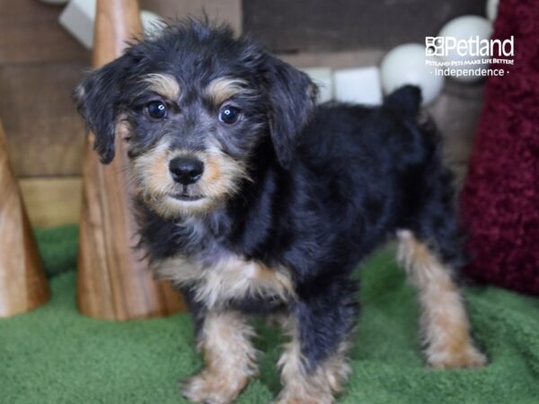Schnoodle-DOG-Male-Black & Tan-4702-Petland Lee's Summit, MO