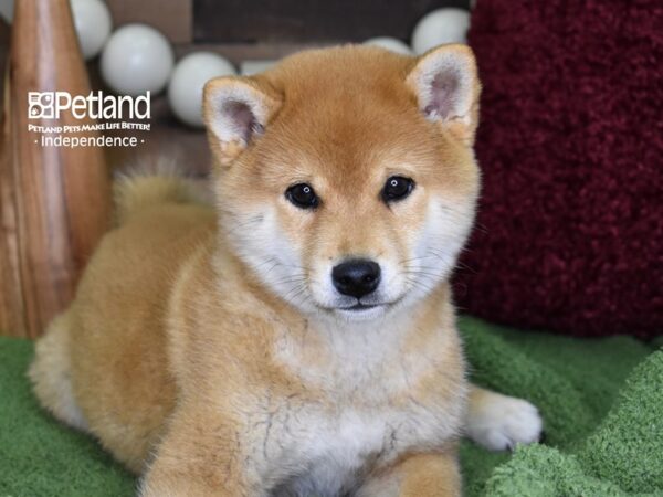 Shiba Inu-DOG-Male-Red Sesame-4701-Petland Lee's Summit, MO