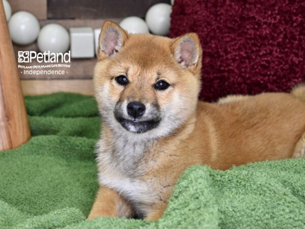 Shiba Inu-DOG-Female-Red Sesame-4700-Petland Lee's Summit, MO