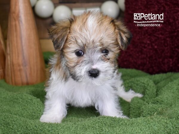 Morkie-DOG-Female-Tan & White-4706-Petland Lee's Summit, MO