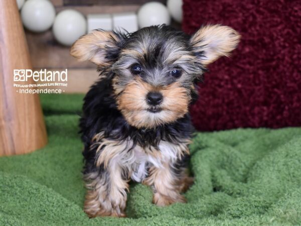 Yorkshire Terrier-DOG-Female-Black & Gold-4710-Petland Lee's Summit, MO