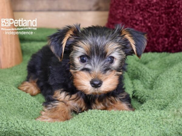 Yorkshire Terrier-DOG-Male-Black & Gold-4711-Petland Lee's Summit, MO