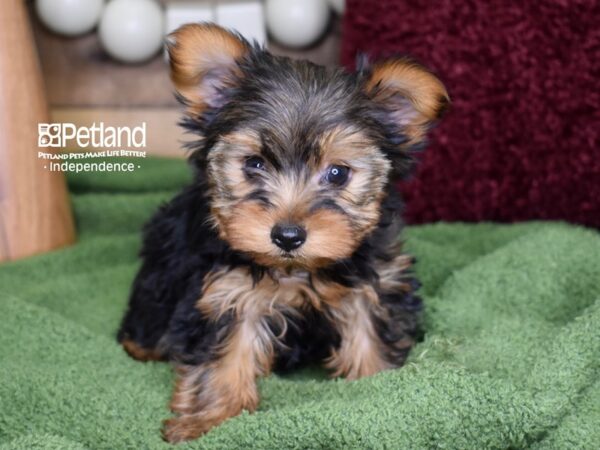 Yorkshire Terrier-DOG-Male-Black & Gold-4712-Petland Lee's Summit, MO
