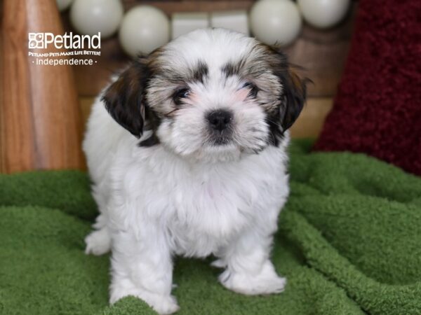 Shorkie Tzu-DOG-Female-Tan & White-4708-Petland Lee's Summit, MO
